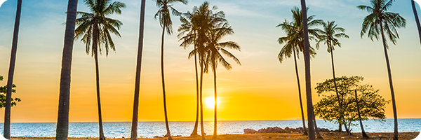 California Palm Trees Sunset