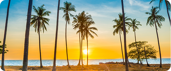 カリフォルニアのヤシの木と夕焼け